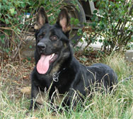 Jinopo.CZ Czech, Slovak, DDR, East German K9 working dogs