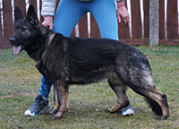 Zafira Nokafi