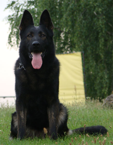 czech german shepherd breeders